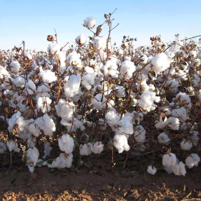 This Juneteenth, What Does It Mean That The Cotton We Use Comes From Texas?